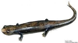 Costa Rica salamander, photo courtesy of InBio