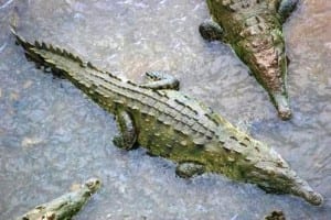 Tarcoles River crocodiles, Costa Rica