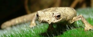 Veragua-salamander-300x120.jpg?width=300