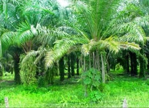Palm oil farm on Costa Rica Central Pacific Coast