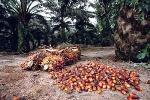 Palm oil seeds, photo courtesy of ecopreservationsociety