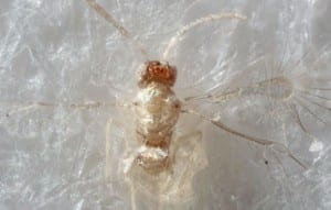 Insect-Tinkerbella-Nana-fairyfly-is-new-species-in-Costa-Rica-300x191.jpg?width=300