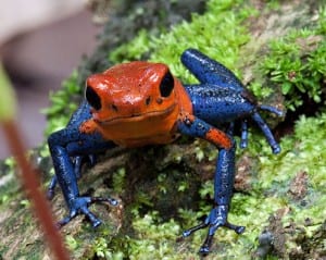 Strawberry-poison-dart-frog-in-Costa-Rica-300x239.jpg?width=300