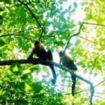White-faced-monkeys-in-Rincon-de-la-Vieja-National-Park-Costa-Rica-150x150.jpg?width=150