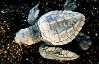 Baby-sea-turtle-at-Ostional-National-Wildlife-Refuge-in-Costa-Rica.jpg?width=200