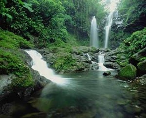 Costa Rica lush rainforest