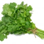 Medicinal herb cilantro