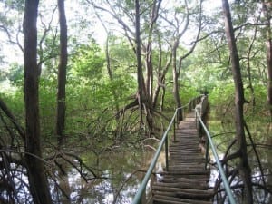 Trail through Nosara Biological Reserve across the mangrove estuary