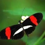 Butterfly Heliconius