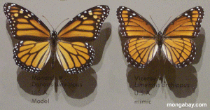 Butterfly mimics Monarch on left and Viceroy on right