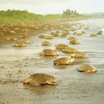Green-sea-turtles-nesting-at-Tortuguero-150x150.jpg?width=150