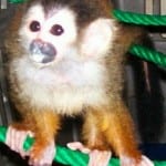 Osa Wildlife Sanctuary, baby squirrel monkey