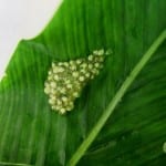 Red-eyed tree frog eggs