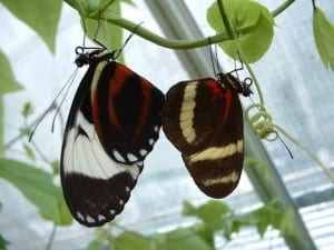 Two species of Heliconius butterflies, image by Marcus Kronforst, University of Chicago