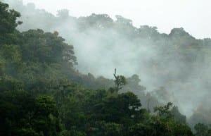 Cloud forest in San Gerardo de Dota