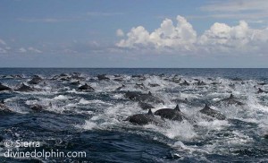 Huge-pod-of-spinner-dolphins-off-the-Osa-Peninsula-300x182