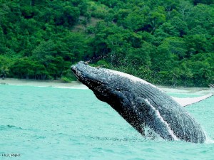 Humpback-Whale-breaching-in-Golfo-Dulce-300x225