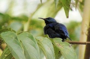 Male-Shining-Honeycreeper-at-Veragua-photo-by-Patrick-ODonnell-300x197