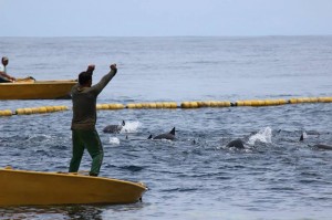 Spinner-dolphins-caught-in-a-tuna-net-off-the-Osa-Peninsula-300x199.jpg?width=300