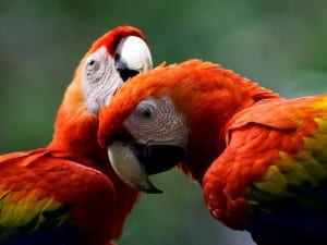 Scarlet Macaws in Costa Rica, photo by ARA Project
