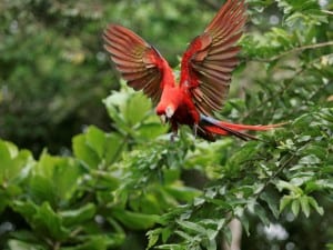 Scarlet Macaw released on Osa Peninsula, photo by ARA Project