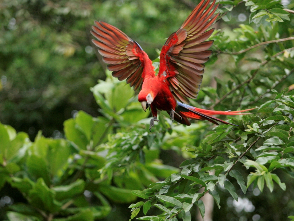 Scarlet Macaws still fly free in Costa Enchanting Costa Rica