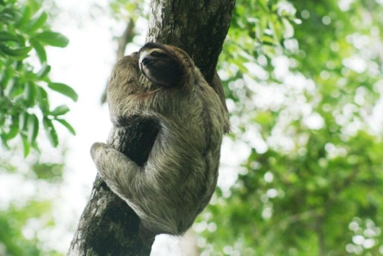 Fun Facts About Sloths In The Rainforest Enchanting Costa Rica