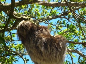 The Sloths in Monteverde Costa Rica