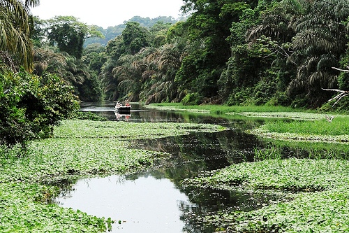 Nature-Photo-Opportunity-Tortuguero