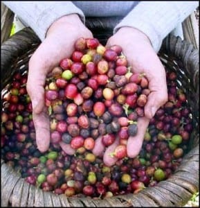 Costa Rica harvests top quality coffee from November to March