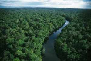 Tropical forests like the Amazon are critical factors to climate change
