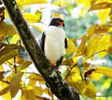 Semiplumbeous Hawk sighted at Costa Rica's Veragua Rainforest