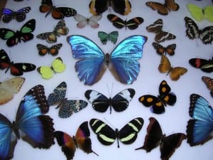 Costa Rica is home to 10% of the world's butterflies. See them at Veragua Rainforest.