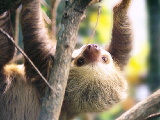 Sloth at Portasol in Costa Rica is protected by environmental law