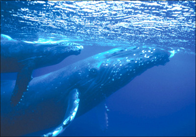 The-Humpbacks-have-arrived-where-to-see-them-in-costa-rica