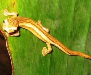Lungless La Loma Salamander, photo courtesy of InBio Costa Rica