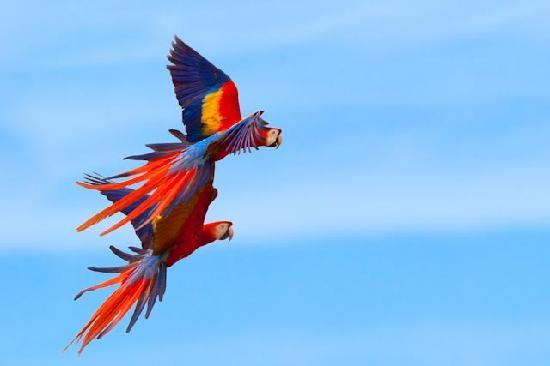 Scarlet Macaw pair in Costa Rica