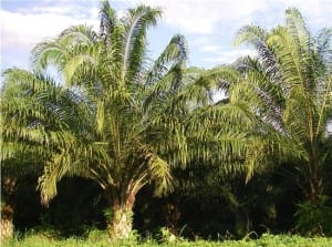 Palms along Coastal Highway, Costa Rica