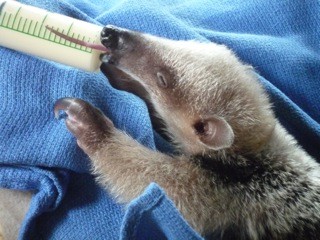 Osa Wildlife Sanctuary anteater baby being fed by bottle