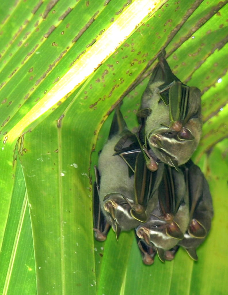 Costa Rica is important bat conservation refuge Enchanting Costa Rica