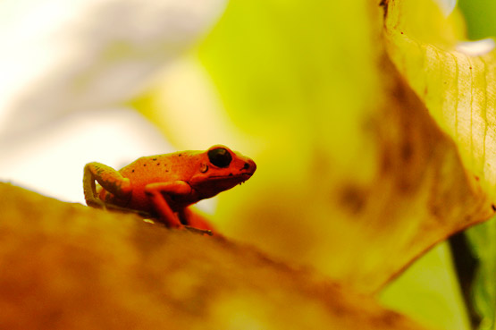 Costa Rica Frogs at Veragua