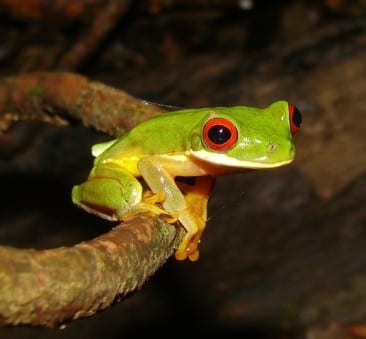 Veragua Rainforest is the best tour for frogs in Limón Costa Rica.