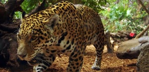 Jaguar at Corcovado