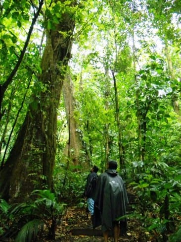 rainforest tours guanacaste costa rica