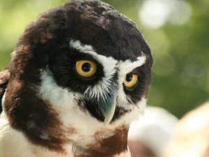 Rincon Birds - Spectacled Owl