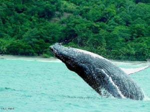 Humpback Whale breaching in Golfo Dulce