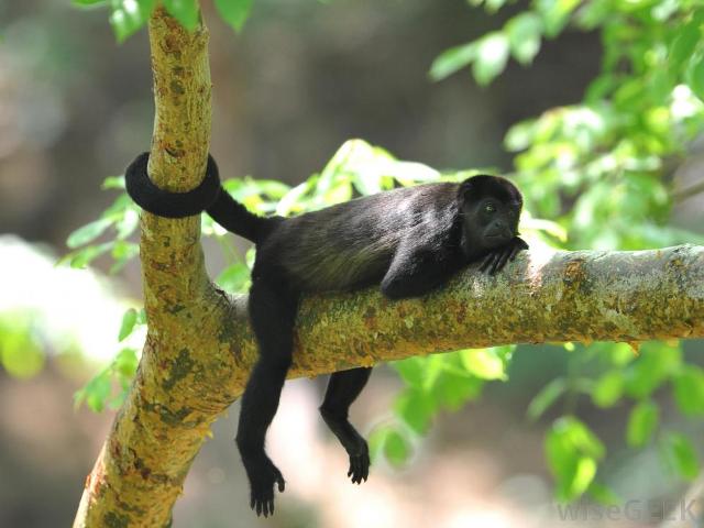 Howler monkeys in Costa Rica