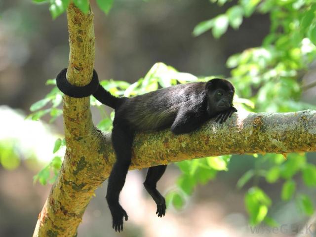 5 Amazing Animals you will find on the Nicoya Peninsula