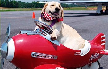 Pets - airline travel for dogs