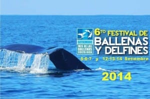 Whale & Dolphin Festival in Costa Rica